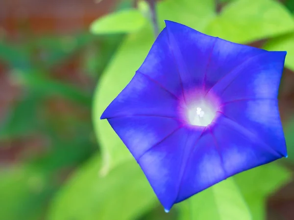 Flor Glória Manhã Que Cores Uma Manhã Verão — Fotografia de Stock