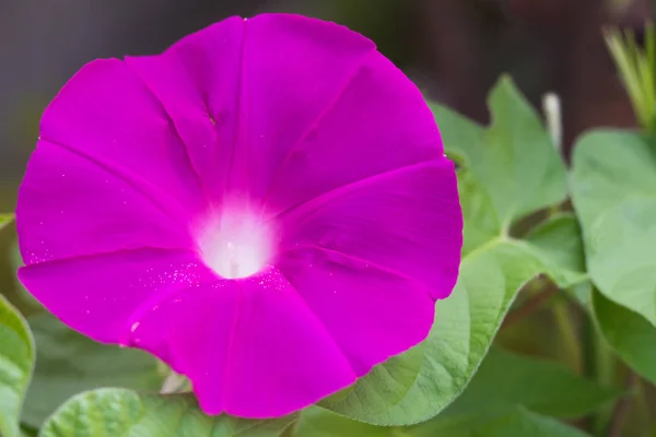 Fiore Della Gloria Del Mattino Che Colora Una Mattina Estate — Foto Stock