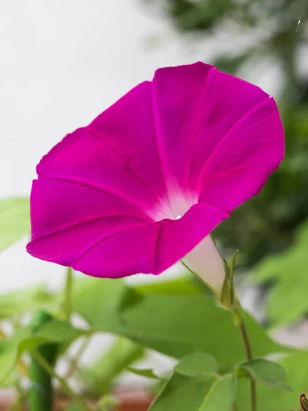 Flor Glória Manhã Que Cores Uma Manhã Verão — Fotografia de Stock