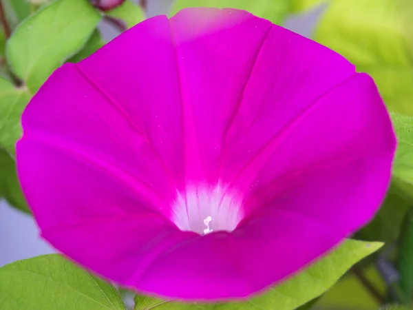 Flor Gloria Mañana Que Colorea Una Mañana Verano — Foto de Stock