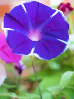 Bir sabah yaz renkleri sabah zafer çiçek.