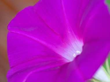 Bir sabah yaz renkleri sabah zafer çiçek.