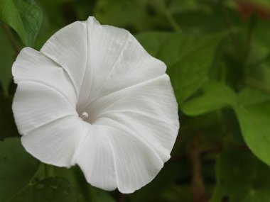 Bir sabah yaz renkleri sabah zafer çiçek.