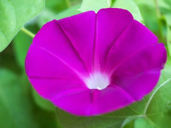 Flor Gloria Mañana Que Colorea Una Mañana Verano — Foto de Stock