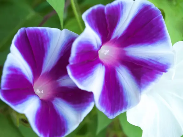 Flor Gloria Mañana Que Colorea Una Mañana Verano — Foto de Stock