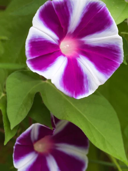 Blomma Morgonen Härlighet Som Färgar Morgon Sommaren — Stockfoto