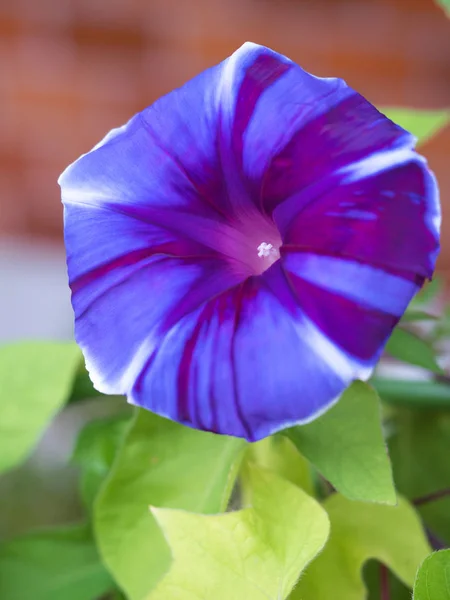 Fiore Della Gloria Del Mattino Che Colora Una Mattina Estate — Foto Stock