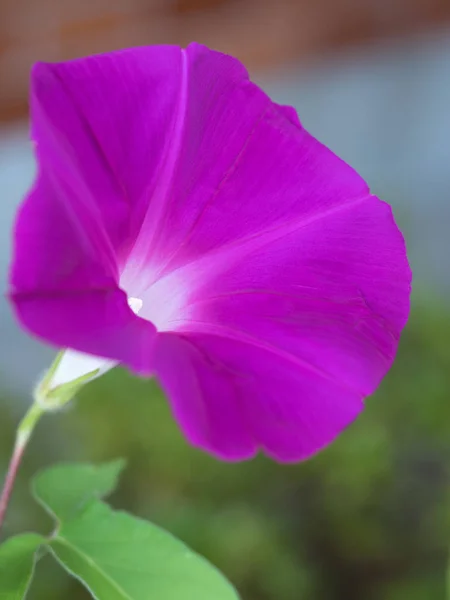 Flor Gloria Mañana Que Colorea Una Mañana Verano — Foto de Stock