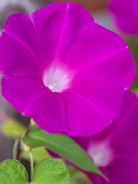 Fiore Della Gloria Del Mattino Che Colora Una Mattina Estate — Foto Stock