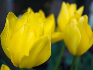 Bahar renkleri Lale.