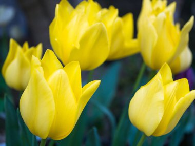 Bahar renkleri Lale.