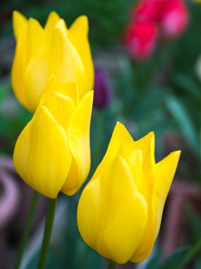 Bahar renkleri Lale.