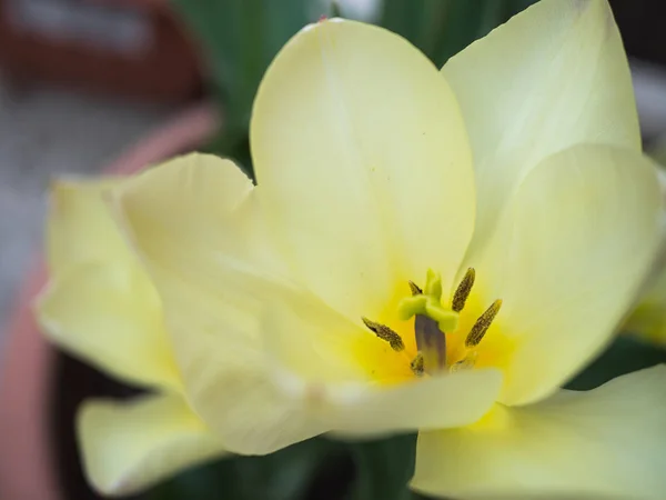 Tulip Which Colors Spring — Stock Photo, Image