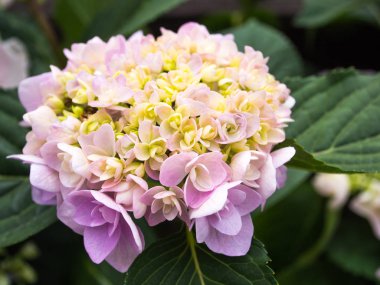 Bir ortanca erken yaz renkleri güzel çiçektir.