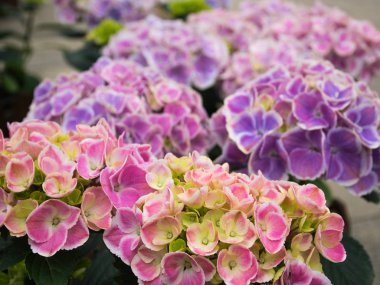 Bir ortanca erken yaz renkleri güzel çiçektir.