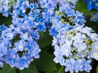 Bir ortanca erken yaz renkleri güzel çiçektir.