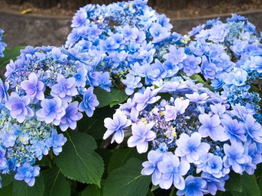 Bir ortanca erken yaz renkleri güzel çiçektir.