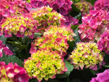 Bir ortanca erken yaz renkleri güzel çiçektir.