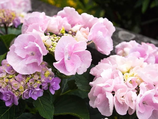 Μια Ορτανσία Είναι Όμορφο Λουλούδι Οποίο Χρώματα Νωρίς Καλοκαίρι — Φωτογραφία Αρχείου