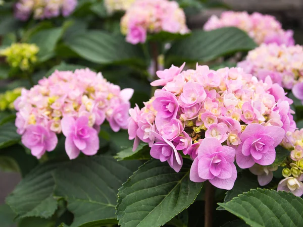 Een Hortensia Prachtige Bloem Die Vroege Zomer Kleuren — Stockfoto