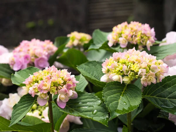 Hortenzia Gyönyörű Virág Ami Kora Nyári Színek — Stock Fotó