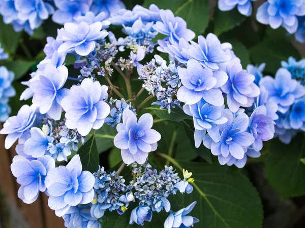 Eine Hortensie Ist Die Schöne Blume Die Den Frühsommer Färbt lizenzfreie Stockbilder