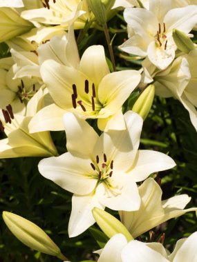 Bir zambak çiçeği çok zarif ve güzel.