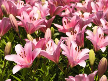 Bir zambak çiçeği çok zarif ve güzel.