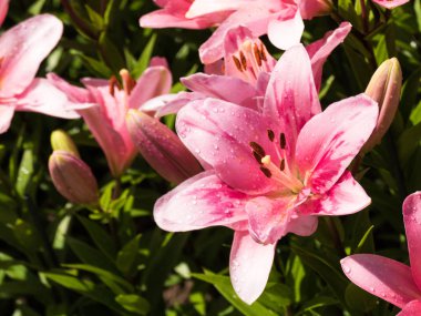 Bir zambak çiçeği çok zarif ve güzel.