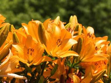 Bir zambak çiçeği çok zarif ve güzel.