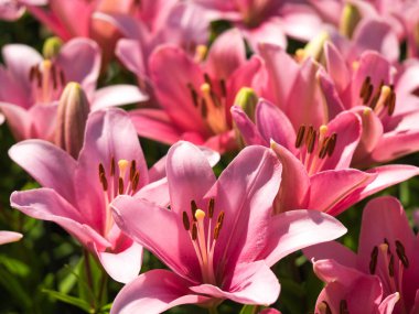 Bir zambak çiçeği çok zarif ve güzel.