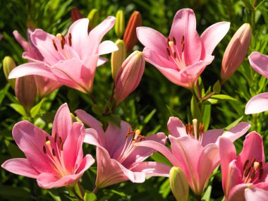 Bir zambak çiçeği çok zarif ve güzel.