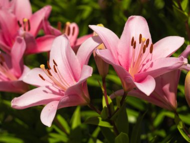 Bir zambak çiçeği çok zarif ve güzel.