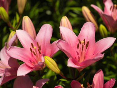 Bir zambak çiçeği çok zarif ve güzel.