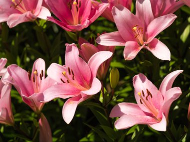 Bir zambak çiçeği çok zarif ve güzel.