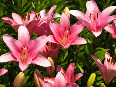 Bir zambak çiçeği çok zarif ve güzel.