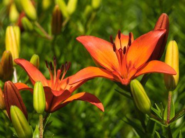 Bir zambak çiçeği çok zarif ve güzel.