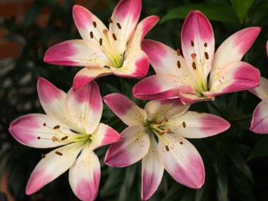 Bir zambak çiçeği çok zarif ve güzel.