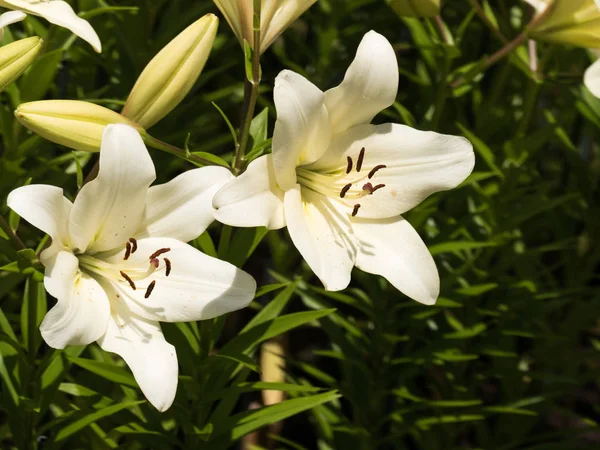 Flor Lírio Muito Elegante Bonita — Fotografia de Stock