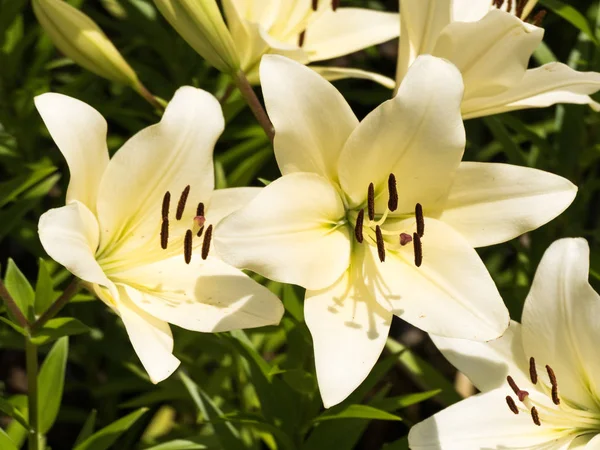 Fiore Giglio Molto Elegante Bello — Foto Stock