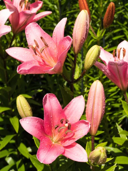Цветок Лилии Элегантный Красивый — стоковое фото