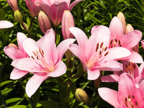 Die Blume Einer Lilie Ist Sehr Elegant Und Schön — Stockfoto