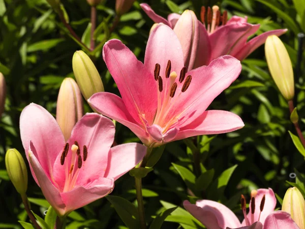 Цветок Лилии Элегантный Красивый — стоковое фото