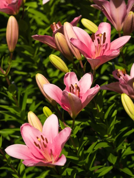 Květina Lilie Velmi Elegantní Krásná — Stock fotografie