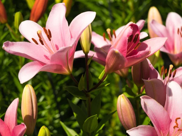 Die Blume Einer Lilie Ist Sehr Elegant Und Schön — Stockfoto