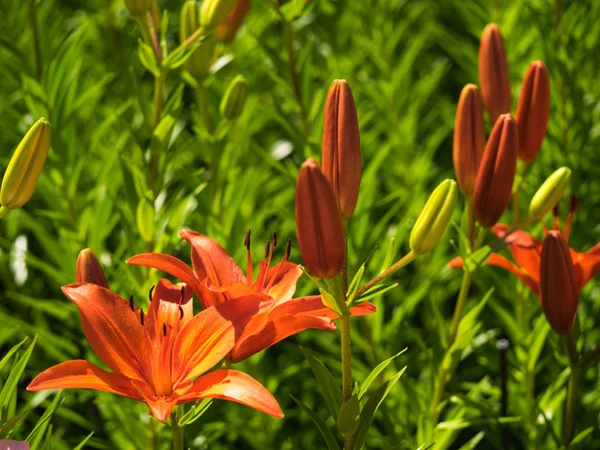 Die Blume Einer Lilie Ist Sehr Elegant Und Schön — Stockfoto