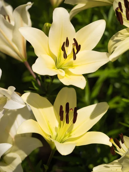 Die Blume Einer Lilie Ist Sehr Elegant Und Schön — Stockfoto