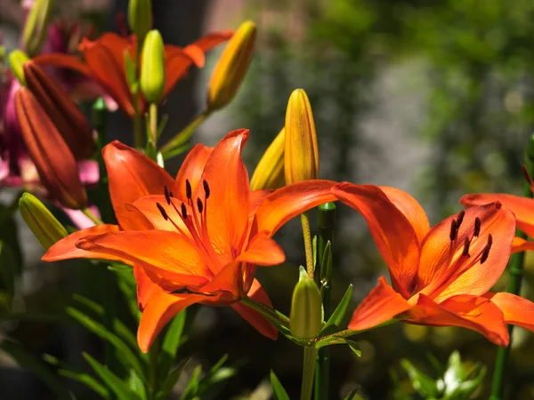Die Blume Einer Lilie Ist Sehr Elegant Und Schön — Stockfoto