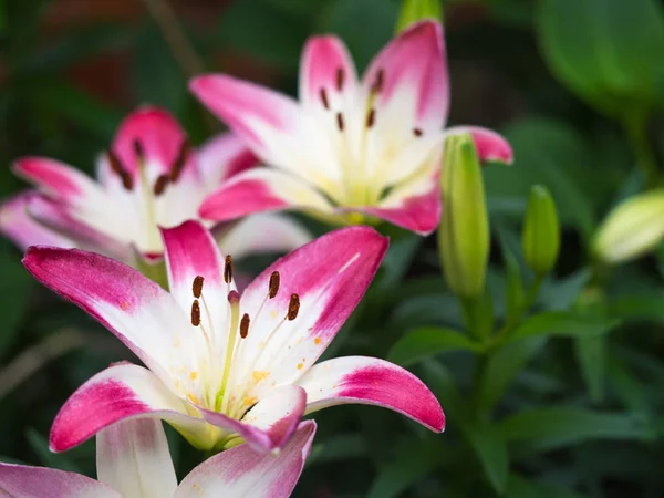 Flor Lirio Muy Elegante Hermosa — Foto de Stock