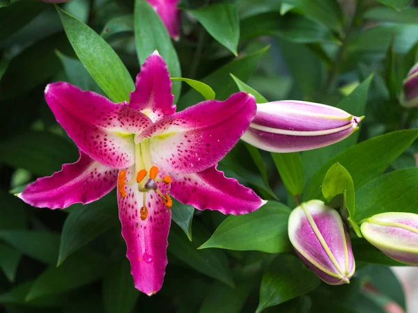 Flor Lirio Muy Elegante Hermosa — Foto de Stock